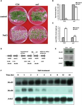 Arabidopsis AtMSRB5 functions as a salt-stress protector for both Arabidopsis and rice